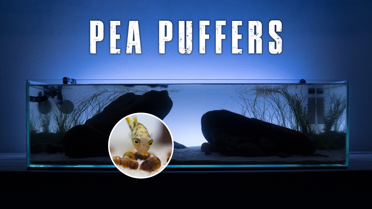 CREATING A 60-F SHALLOW PLANTED TANK FOR DWARF PUFFERFISH (PEA PUFFERS)