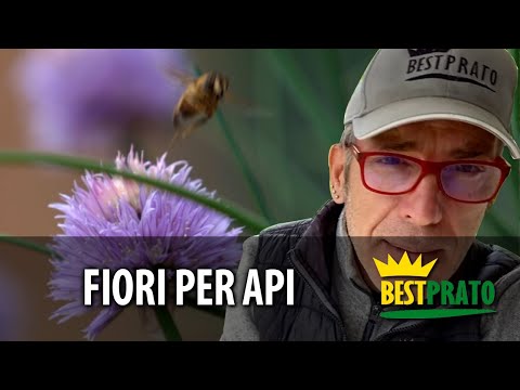 Video: Mattiola A Due Corna (40 Foto): Cresce Dai Semi. Quando Piantare I Fiori? 