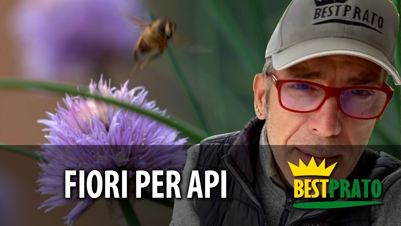 QUALI FIORI PIANTARE PER LE API? GUIDA PRATICA!
