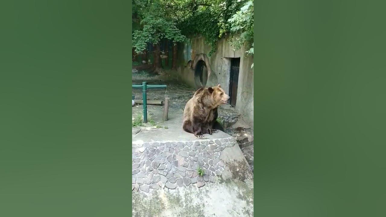 медветдь із маши і мідведя - YouTube