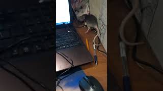 This Curious Rat Just Discovered Something CRAZY 😳🐭#shorts
