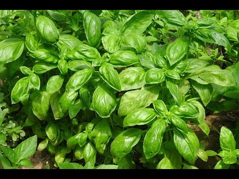 Vidéo: Qu'est-ce que le basilic en feuilles de laitue - Comment faire pousser du basilic avec de grandes feuilles