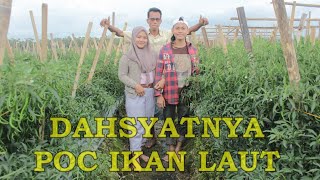 DAHSYATNYA P.O.C IKAN LAUT DAHSYATNYA P.O.C IKAN LAUT