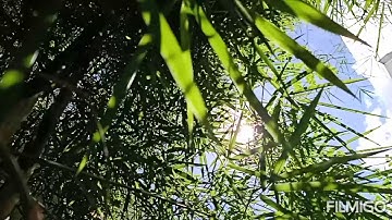 video using Oppo F11 Pro phone camera: slow motion feature (La Vie en Rose cover by Reneé Dominique)