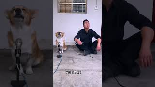 #dog #funny #pets #柴犬 #犬のいる暮らし #chinesecomedy #comedy #dogsinging #cutedog