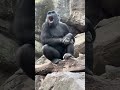 A Gorilla yawning at the end of the day.