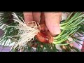 TRỒNG CỦ HÀNH  THỦY CANH CỰC DỄ ĂN CHẲNG HẾT   GROW ONION IN WATER