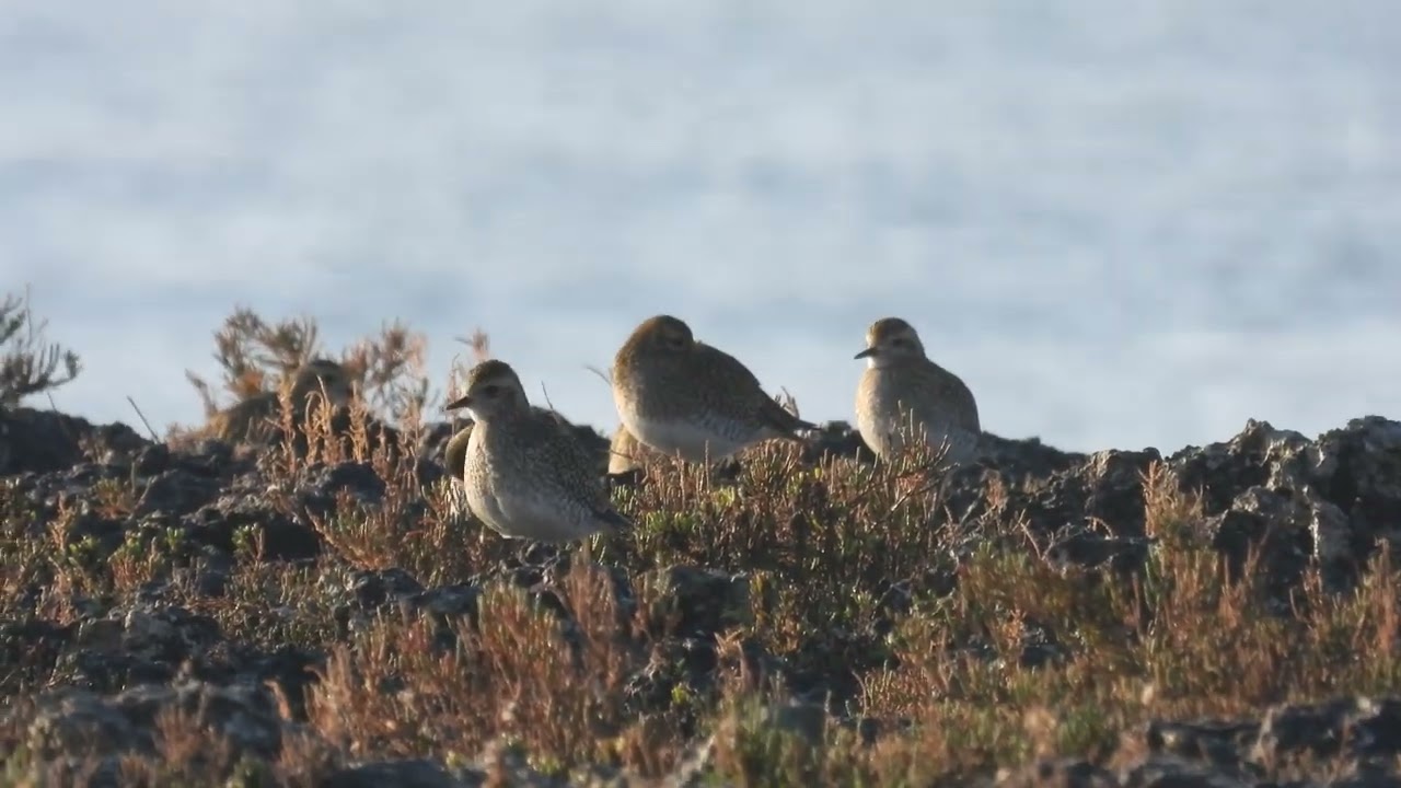 European Golden Plover, Piviere dorato (Pluvialis apricaria)