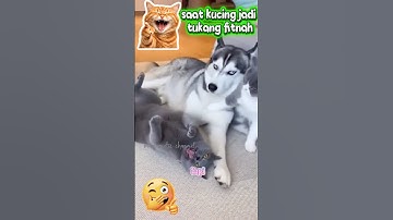 kucing fitnah anjing, ngajarin Toni bagaimana caranya mengaung #pecintahewan #anjinglucu