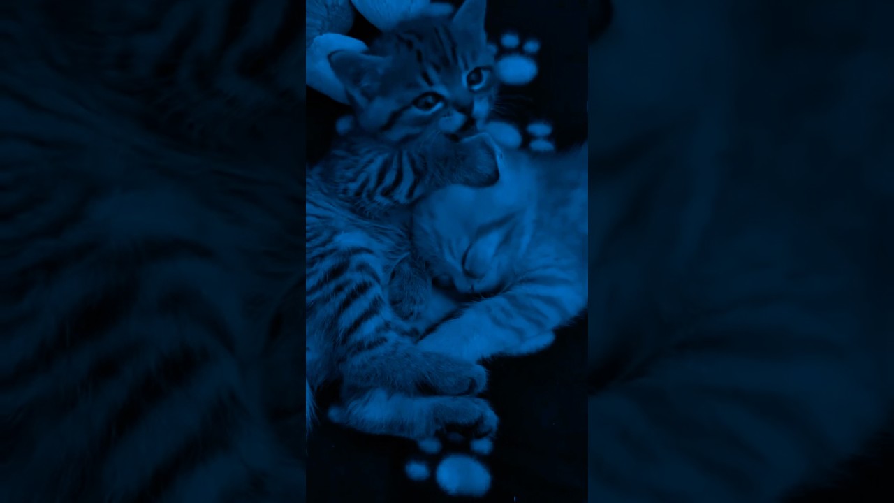 Track: Consolation For Tomorrow J-si kid 