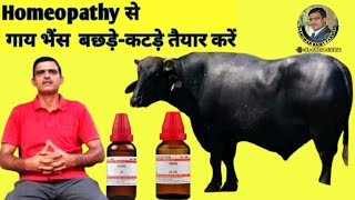 गाय भैंस कटड़े-कटड़ी को मोटा-तकड़ा करें Homeopathy दवा से वो भी सस्ते ओर बिना साइडइफेक्ट के