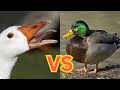 How bad are Public Servers on Goose Goose Duck?