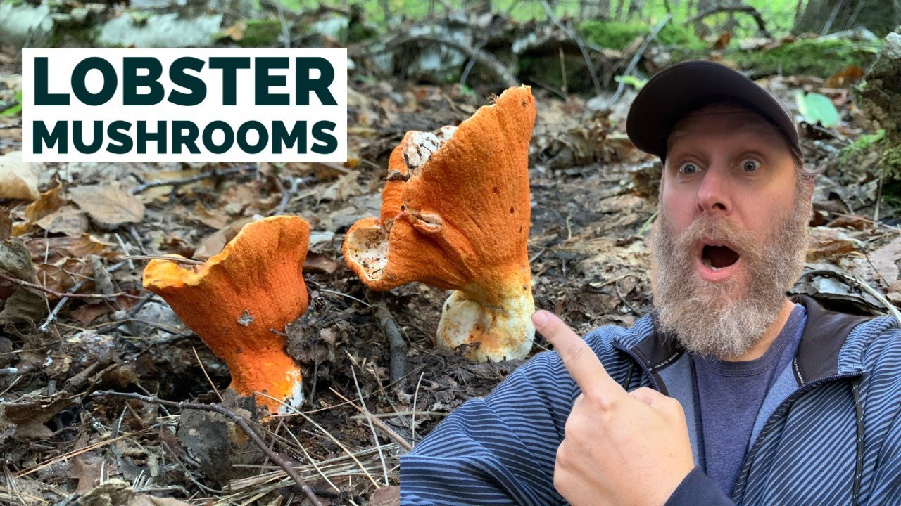 Foraging and Cooking LOBSTER MUSHROOMS | Wild Food Foraging
