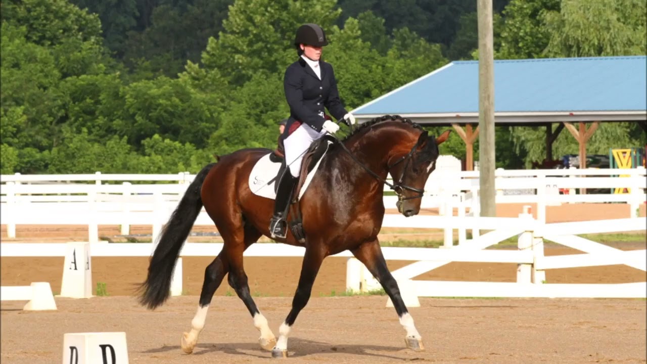 Dheputy Oldenburg Stallion