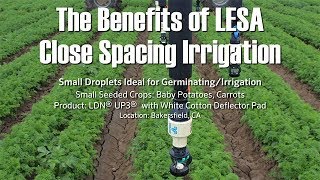 LESA Close Spacing Irrigation on Potatoes & Carrots - Interview with Bob Bender
