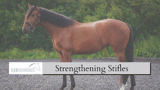 How to Strengthen my horses Stifles | SJB Equanimity