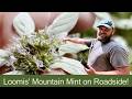 Loomis' Mountain Mint and The New Inaturalist App!