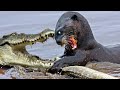 The Horrifying Moment About Crocodile Attacks Otter In The Wild