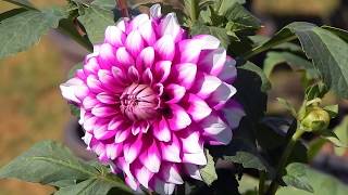 flower show kochi | flower show dubai | flower show ernakulam