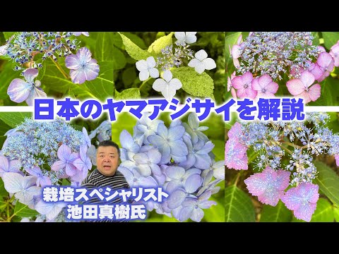 Top15 Hydrangeas] Cultivation specialist Mr. Ikeda appears