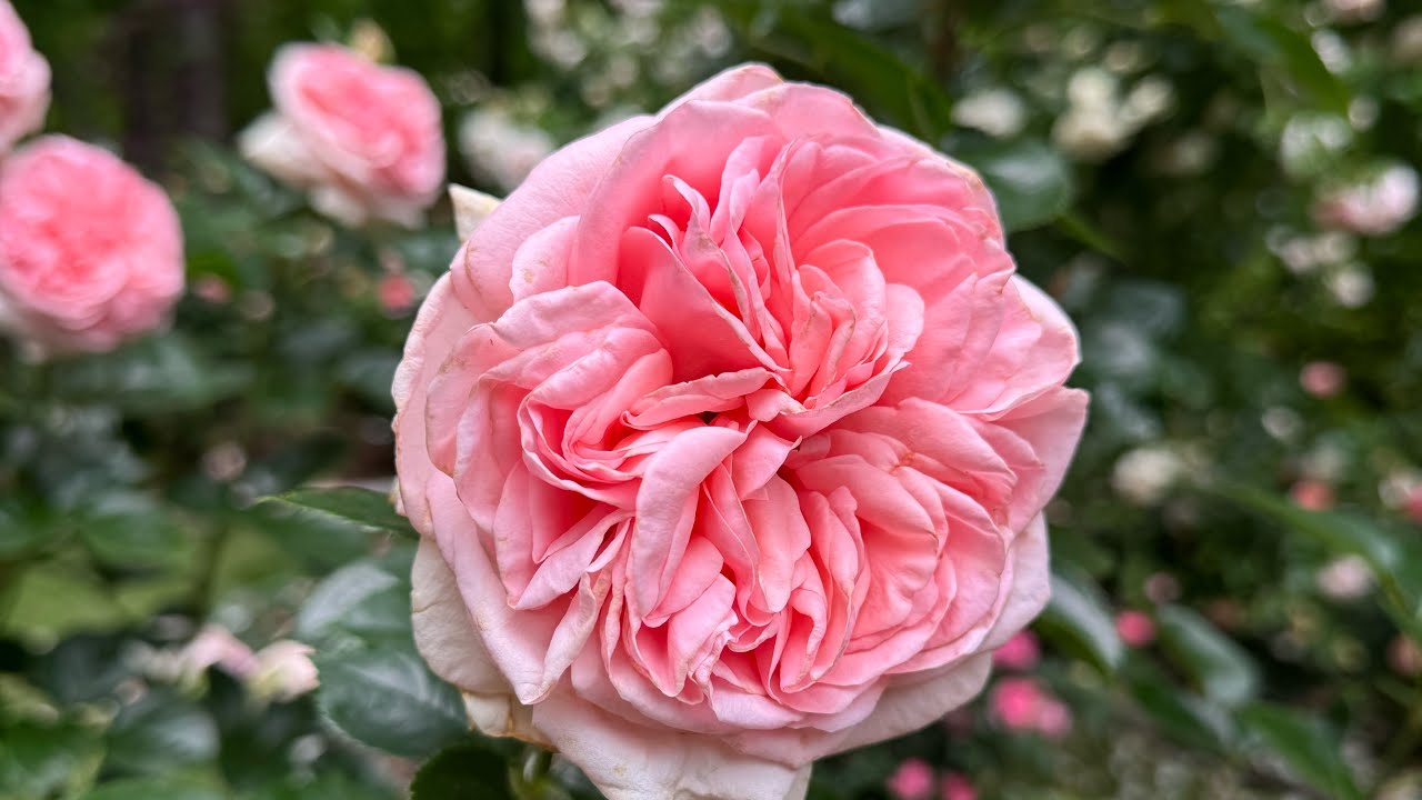 The Grand Garden Tour of Roses | Part 2 | 325 Roses 😍♥️🌹