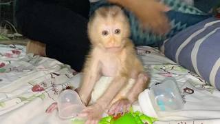 Look At Gorgeous Dam Sit Hungry Drink His Supper Milk