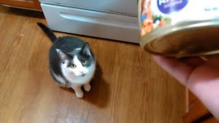 Remy Boy Tries Halo Sensitive Stomach Canned Food.