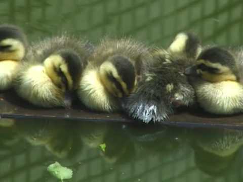 カルガモの雛が昼寝する Chicken Of Spotbill Duck That Takes A Nap Youtube