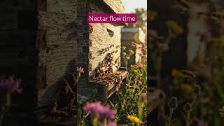 Honey nectar flow season. honey harvesting. #beekeeping #youtubeshorts #viral #treanding #foryou
