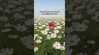 Dünyaya Bir Çiçek Olarak Gelseydin, Sen Kesinlikle Böyle Olurdun.