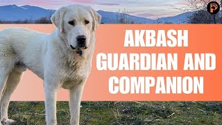 Akbash Dog  Breed Information & Characteristics