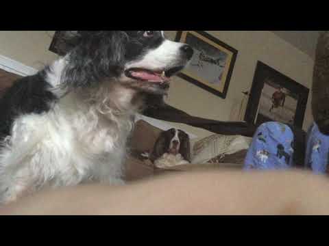 Molly And Betsy In The Morning Barking Molly And Betsy In The Morning Barking