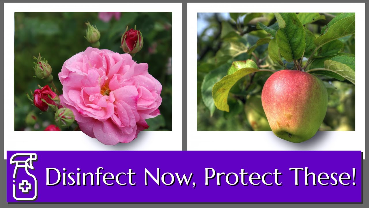 Dormant Spray Treatment for Roses & Tree Fruit YouTube