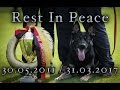 R.I.P BollE Ja Na Ka protection defence compilation Best Working Schutzhund IPO Dog