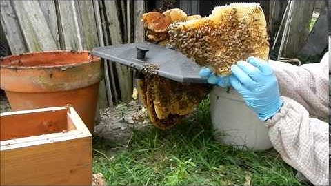 Compost Bin Honeybee Removal