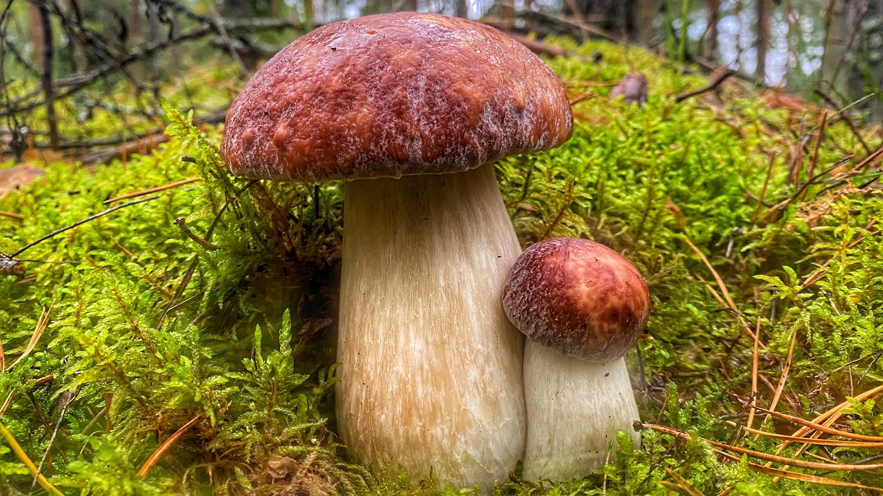 БОРОВИКИ,ПОДОСИНОВИКИ И ЕЛОВЫЕ БЕЛЫЕ ГРИБЫ В ПРЕКРАСНОМ СОСНОВОМ БОРУ | ОСЕНЬ 2021