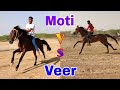 गुजरात किंग मोती ने फिर एक बार वीर को हराया || Horse racing in dhrang 2020