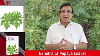 Dr.Vasishths: Benefits of Papaya Leaves - पपीता के पत्तों के लाभ