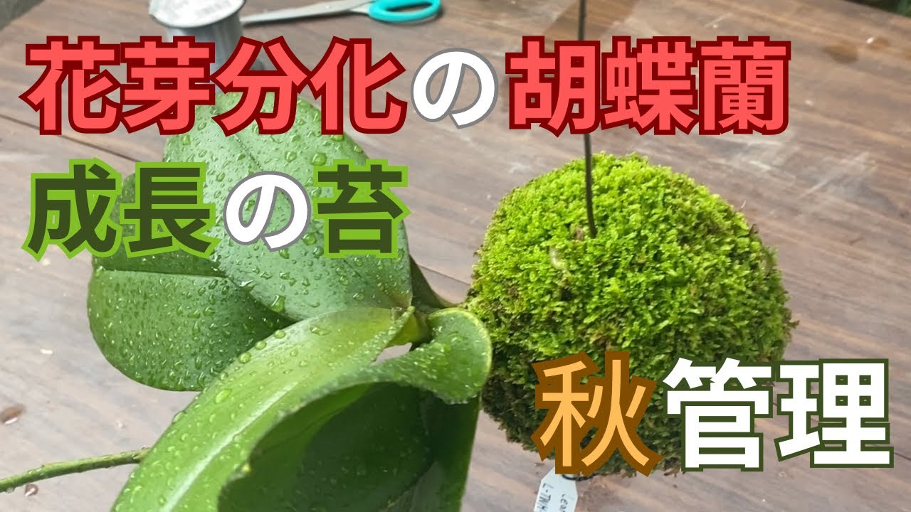 胡蝶蘭苔玉の花芽分化を考慮した秋の管理方法を解説 - YouTube