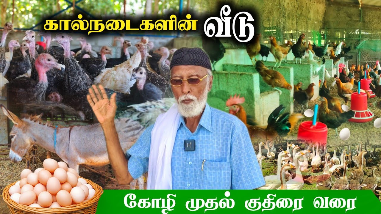 🐔 அனைத்து கால்நடைகளும் ஒரே இடத்தில்!