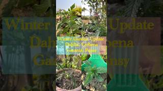 Winter Garden Update 🌱 #shorts #the_tiny_terracegarden