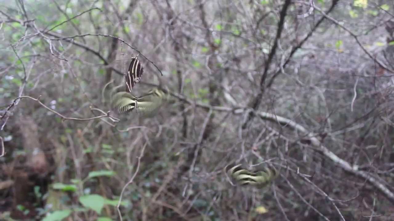A flight of zebra longwings (Heliconius charitonius)