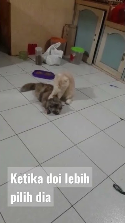 kucing sedih ditinggal selingkuh 😭 tonton sampai habis#funnyvideo #cat #story