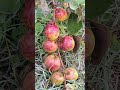 कश्मीरी ऐपल या बेर #organicfarming