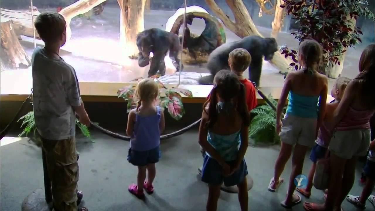 What Darwin Never Knew Pbs Nova Special What Darwin Never Knew (NOVA) Part 1/8 HD - YouTube