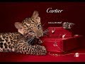 Cartier история ювелирного дома