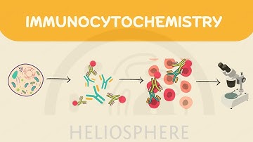 Animation | Immunocytochemistry | Step-by-Step Guide to Protein Visualization