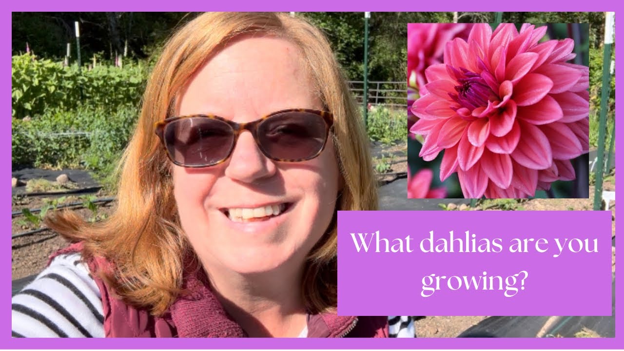 Exploring all the dahlia varieties i grow and why they re special zone