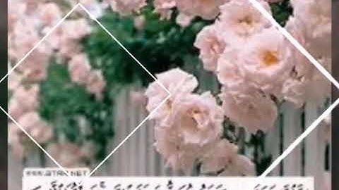 قراءة للقارئ محمد محمود ولد الجيلي