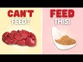 3 Natural Organ Meat Substitutes For Your Raw Fed Pet